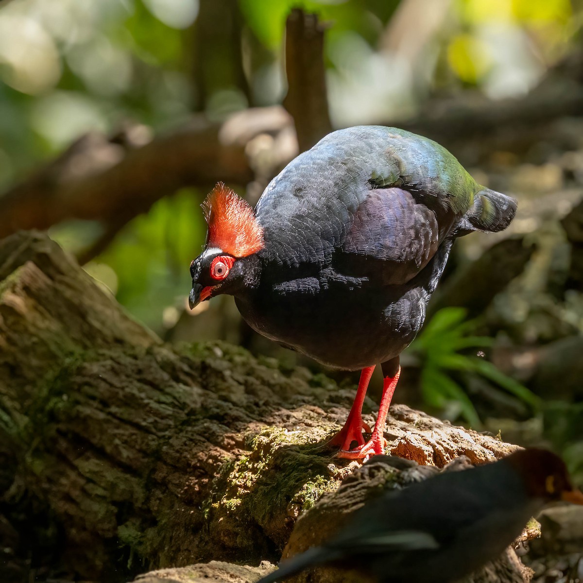 Crested Partridge - ML642844427