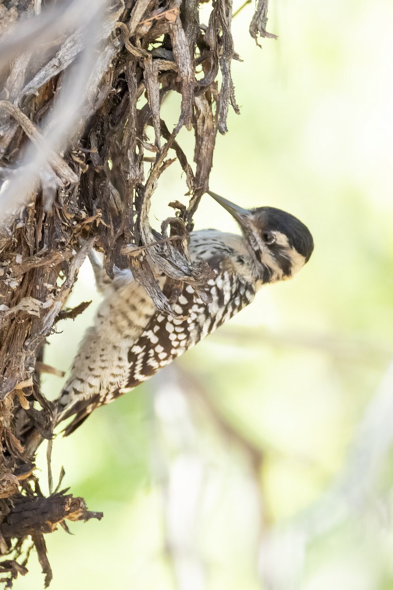 Ladder-backed Woodpecker - ML642844429