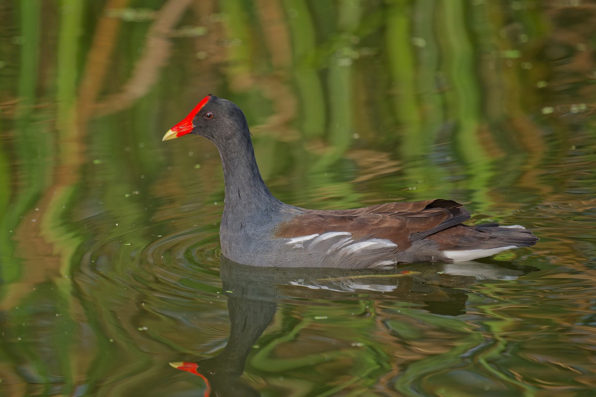 Common Gallinule - ML642844431