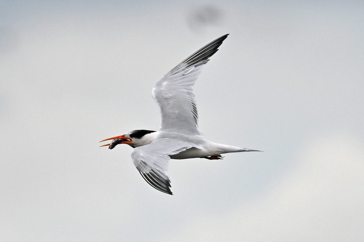 Elegant Tern - ML642844437