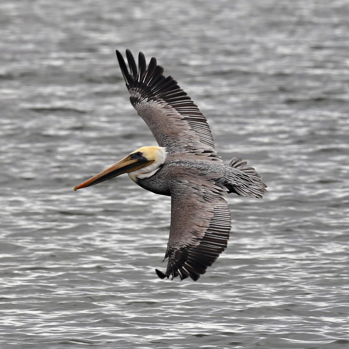 Brown Pelican - ML642844441