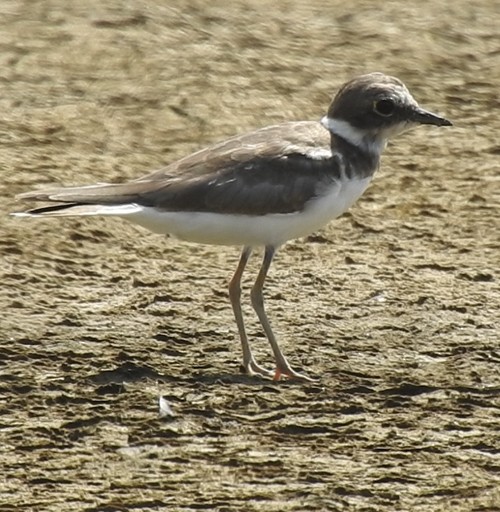 Little Ringed Plover - ML642844443