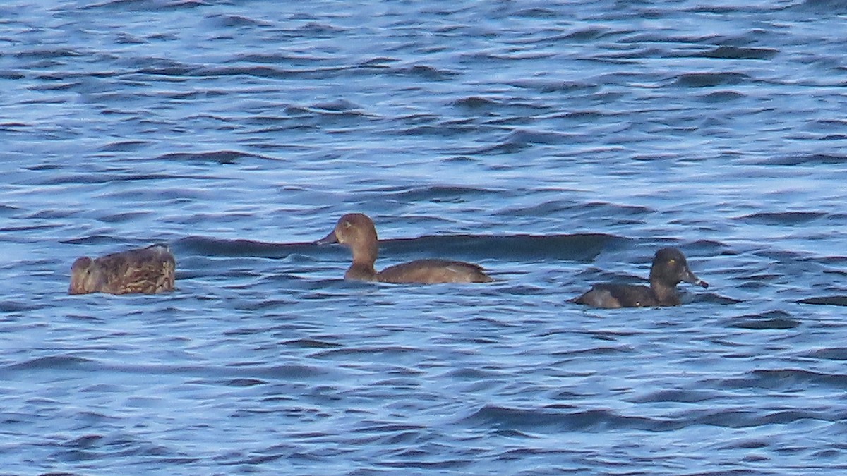 Ring-necked Duck - ML642844445