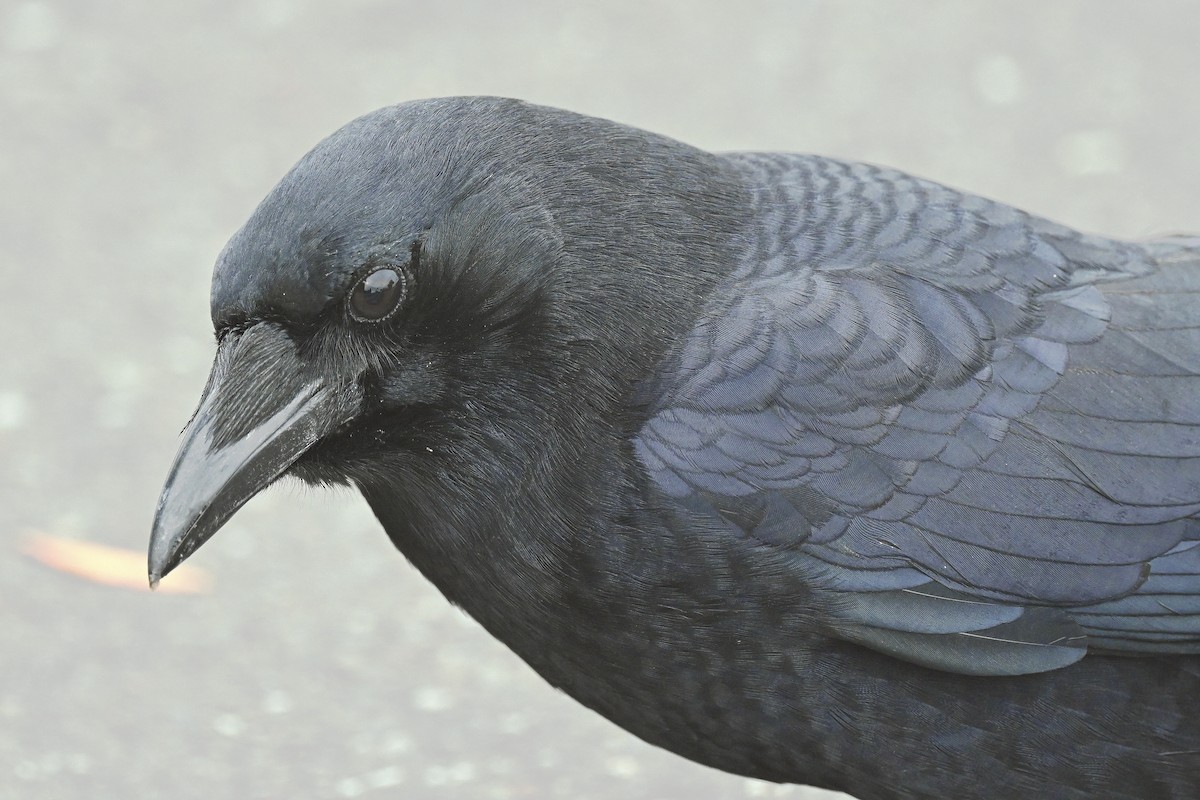 American Crow - ML642844448