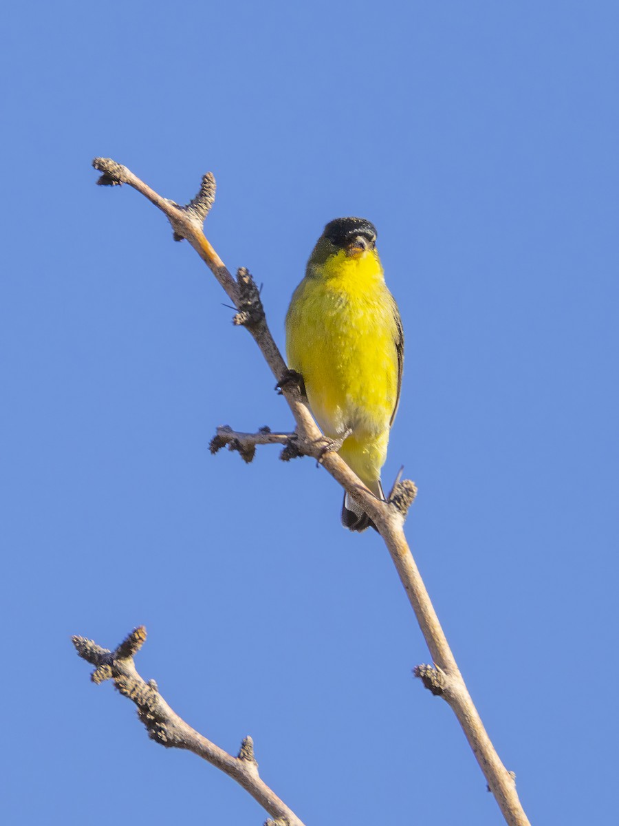 Lesser Goldfinch - ML642844450