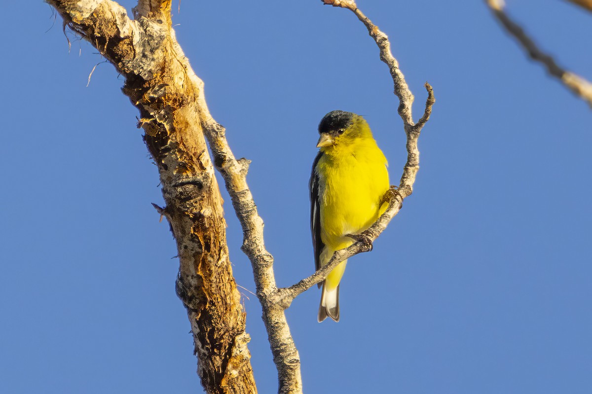 Lesser Goldfinch - ML642844451