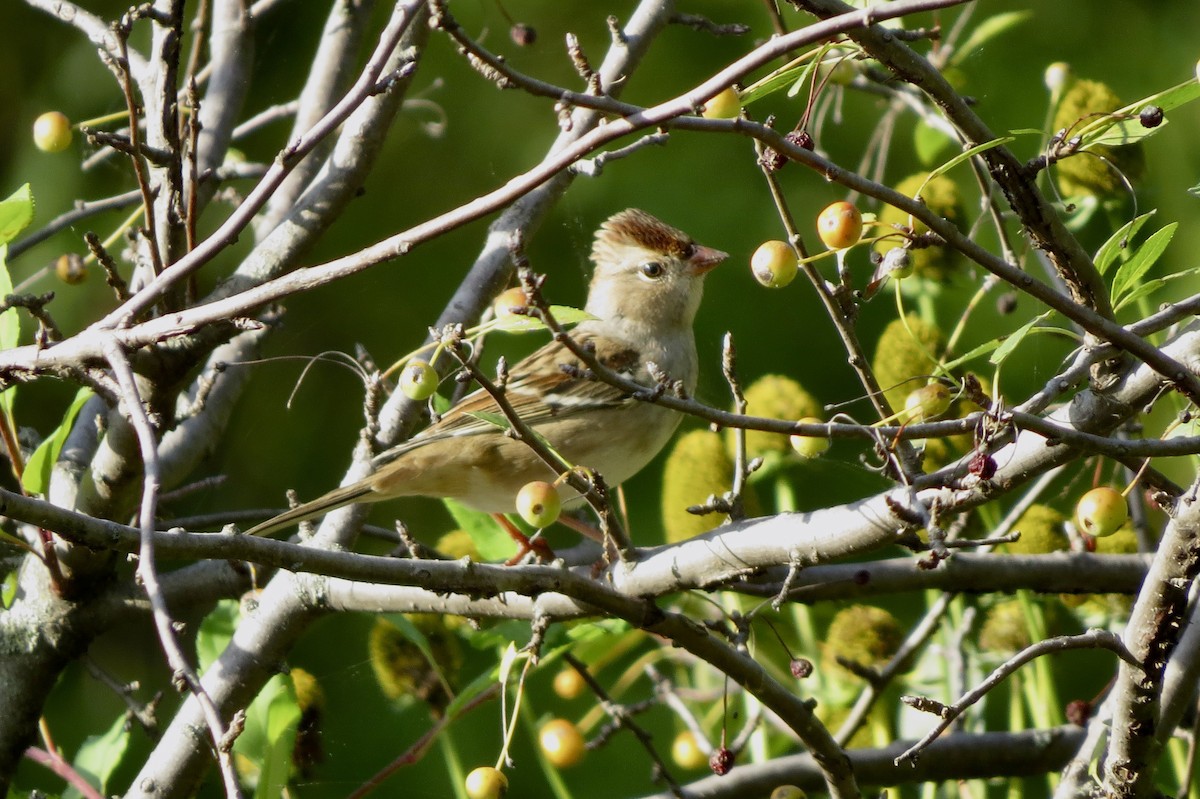White-crowned Sparrow - ML642844456