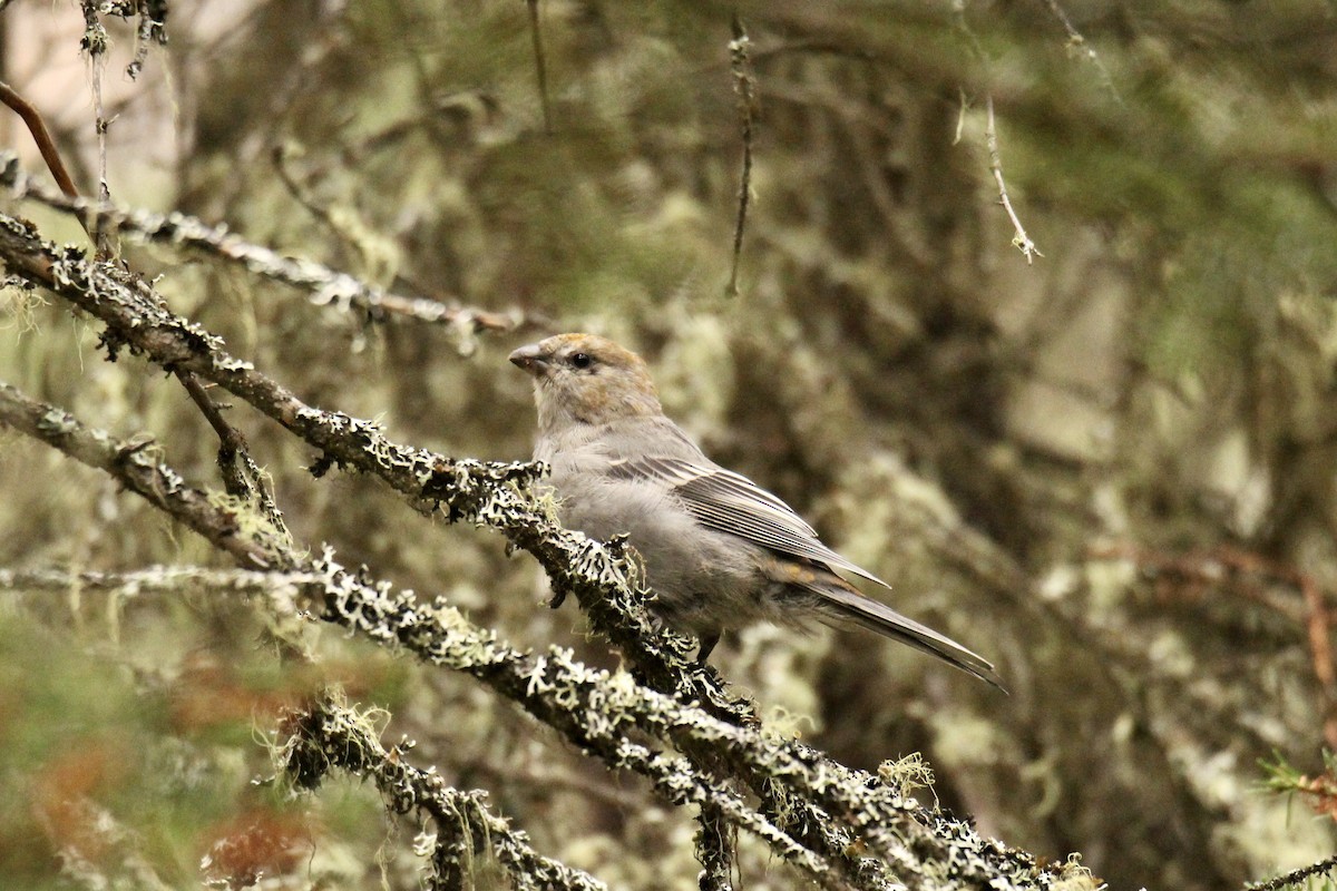 Pine Grosbeak - ML642844457