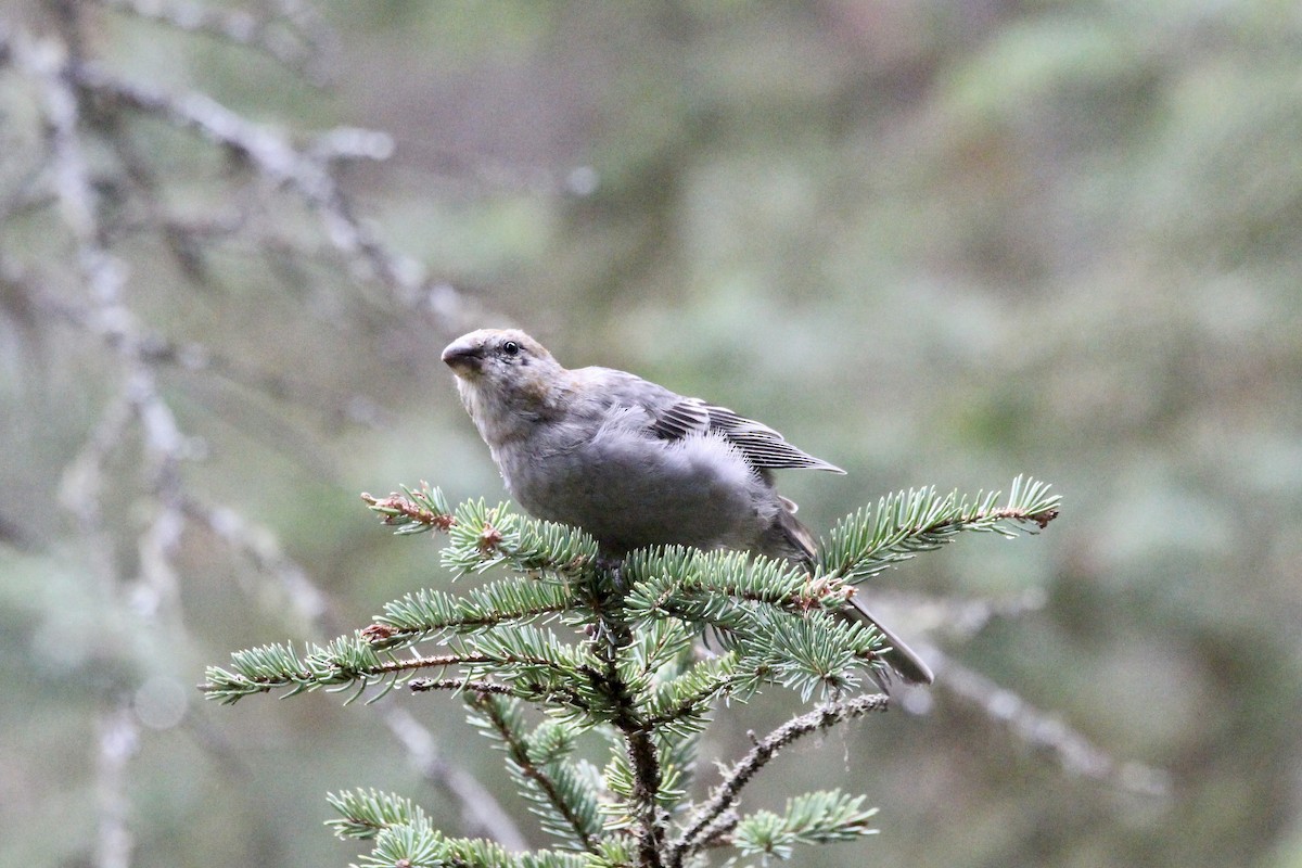 Pine Grosbeak - ML642844458