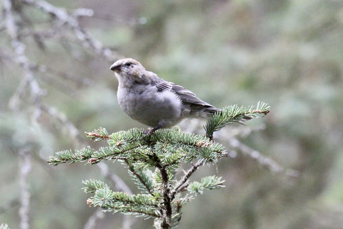 Pine Grosbeak - ML642844459
