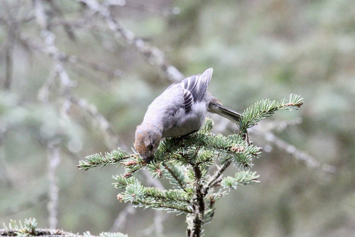 Pine Grosbeak - ML642844460