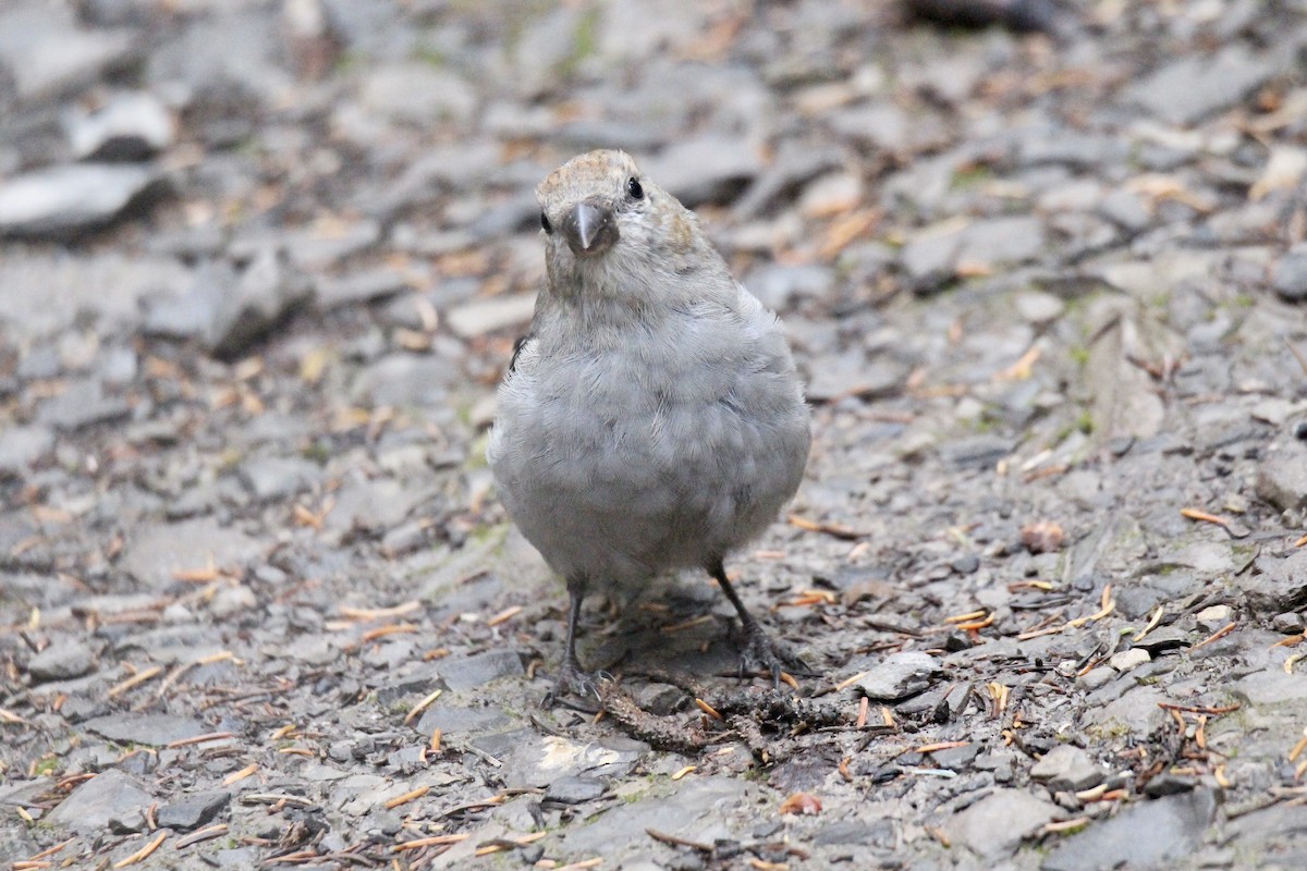 Pine Grosbeak - ML642844462