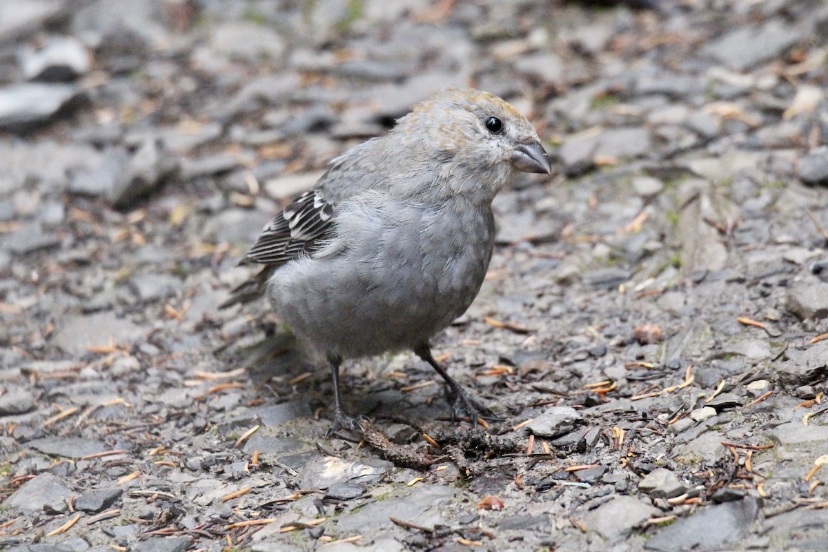 Pine Grosbeak - ML642844463