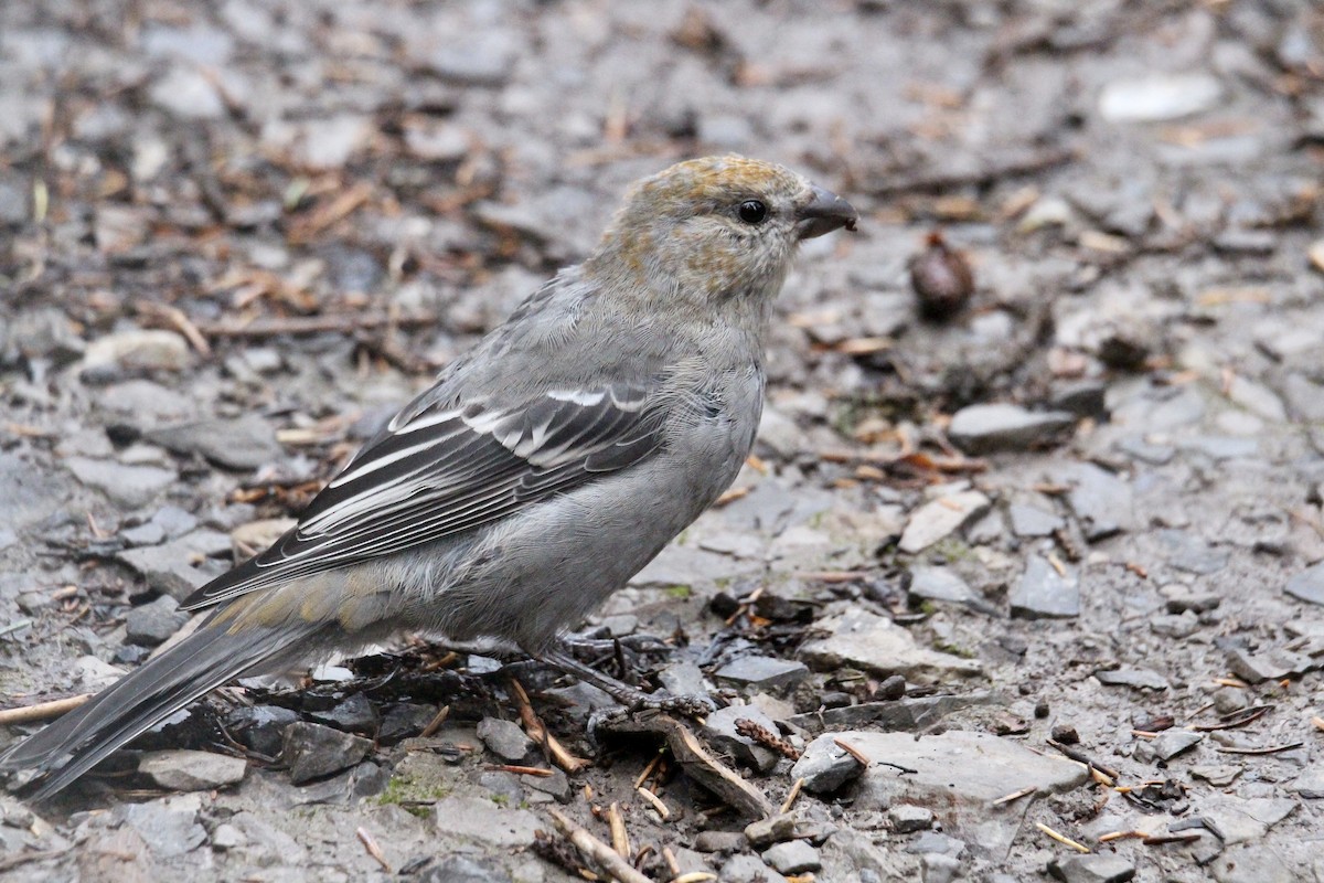 Pine Grosbeak - ML642844464
