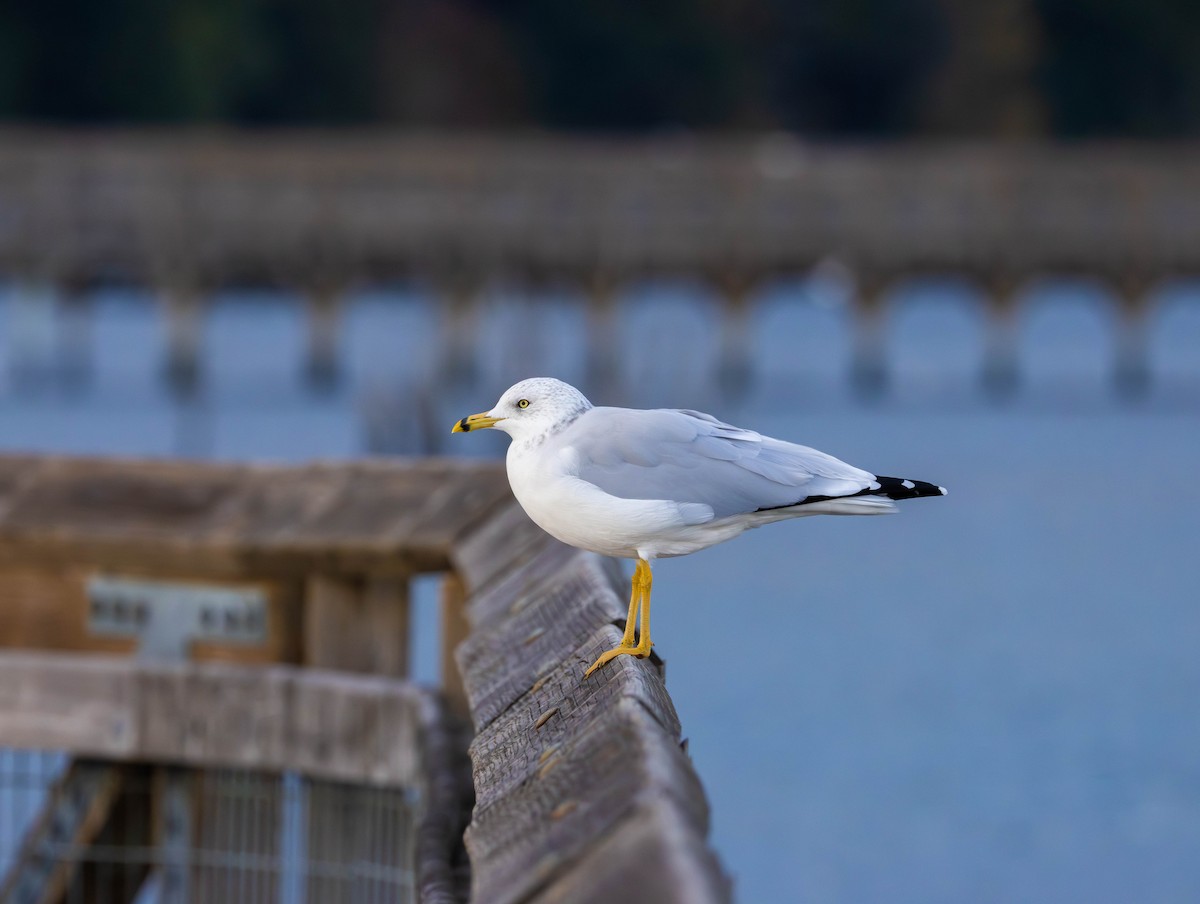 Ring-billed Gull - ML642844465
