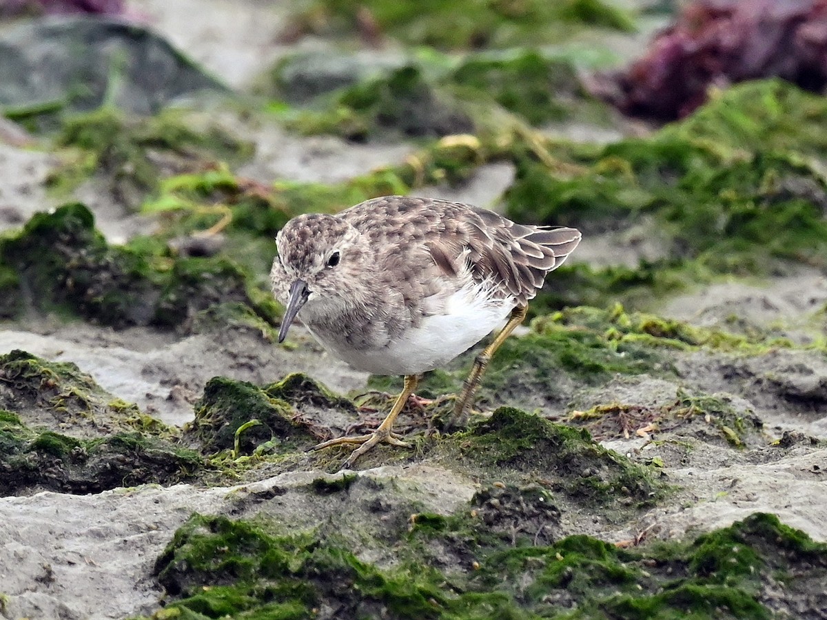 Least Sandpiper - ML642844466