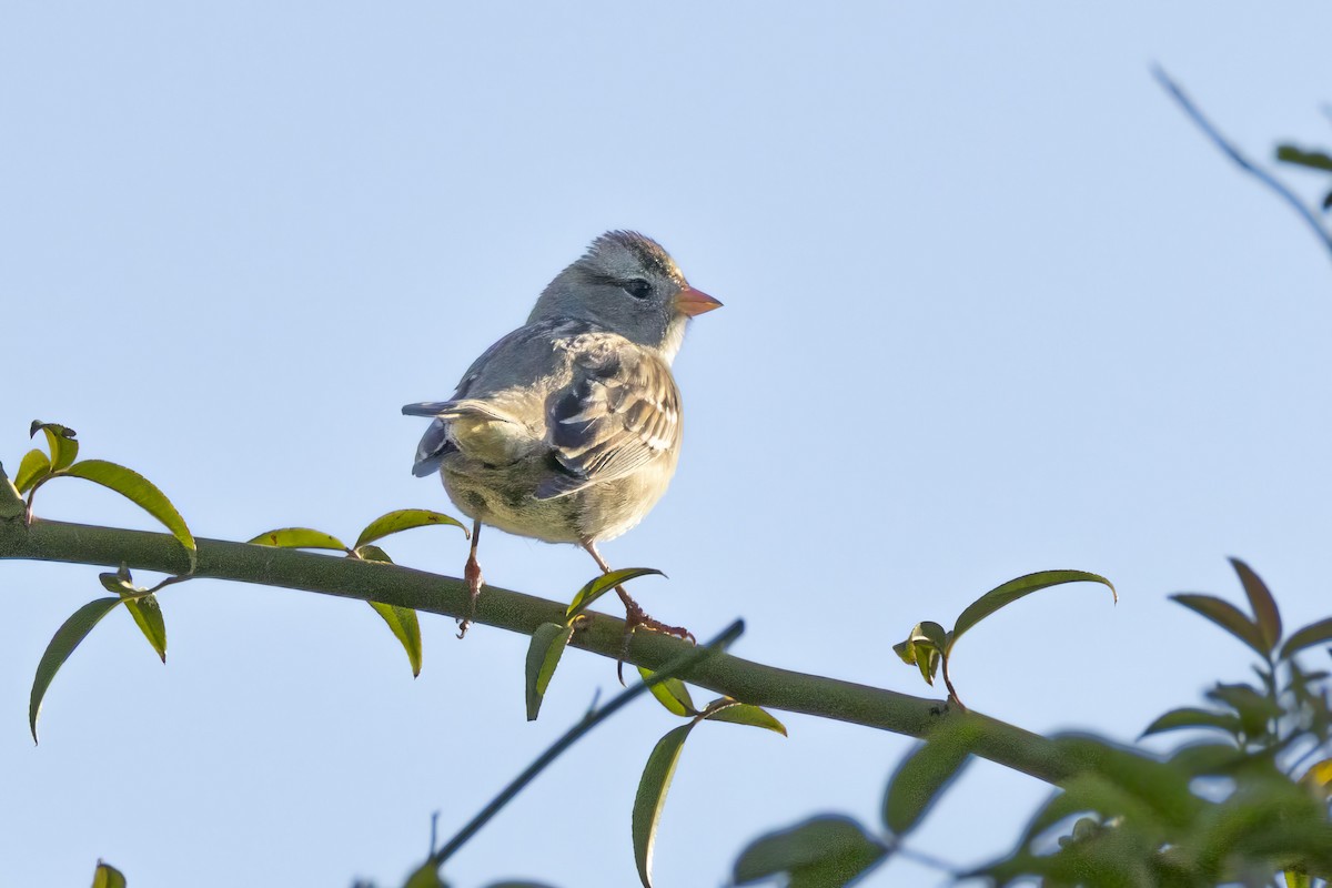 White-crowned Sparrow - ML642844467