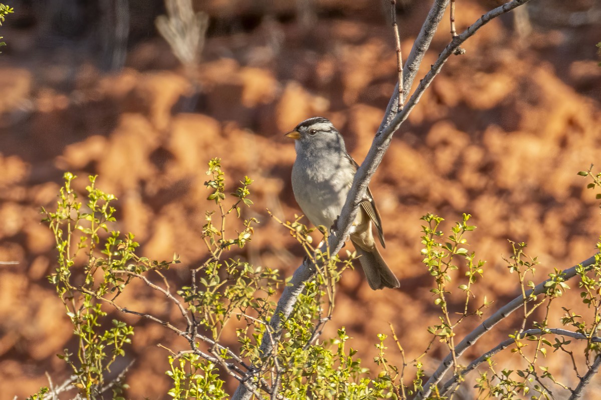 White-crowned Sparrow - ML642844468