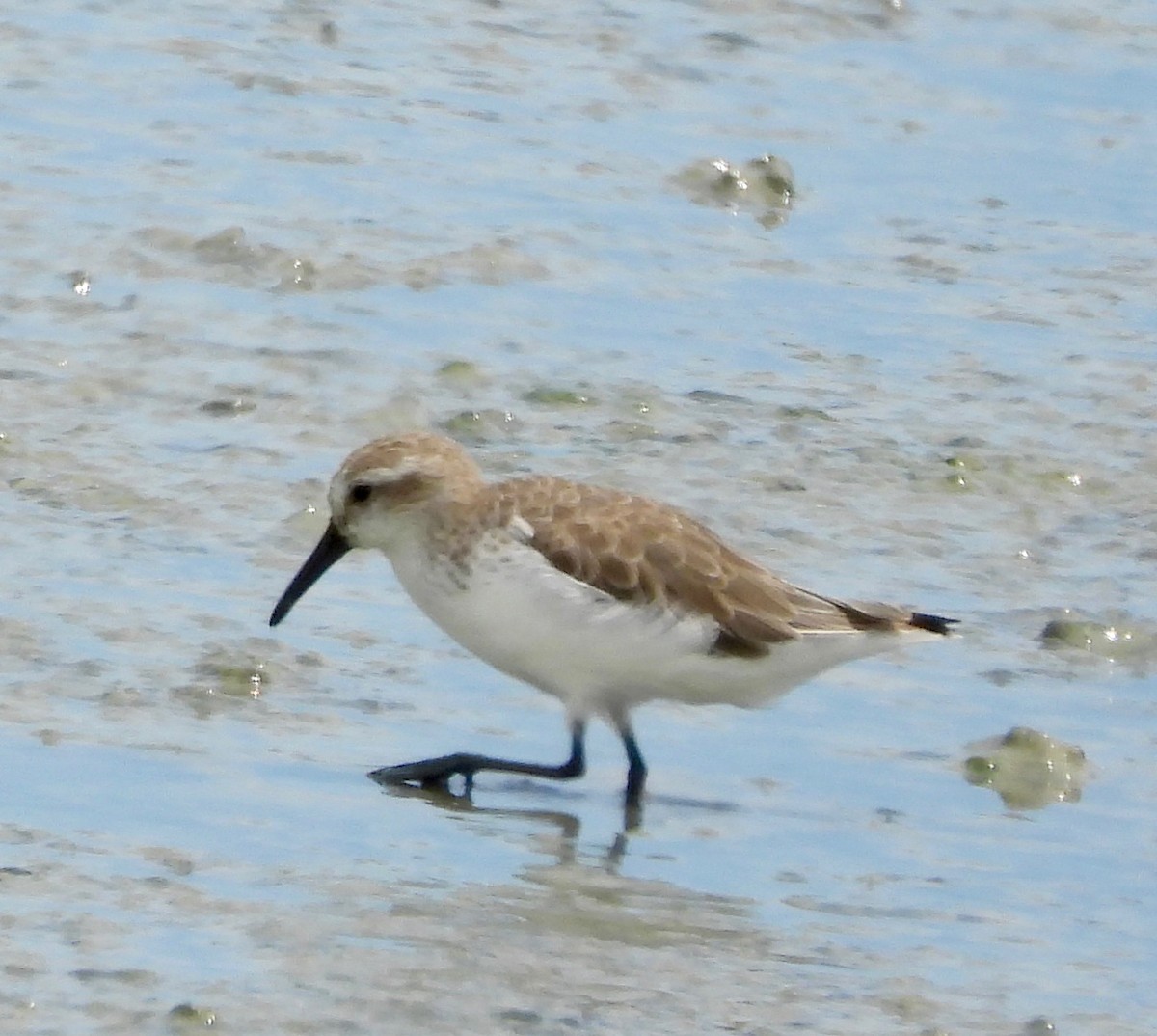 Western Sandpiper - ML642844469