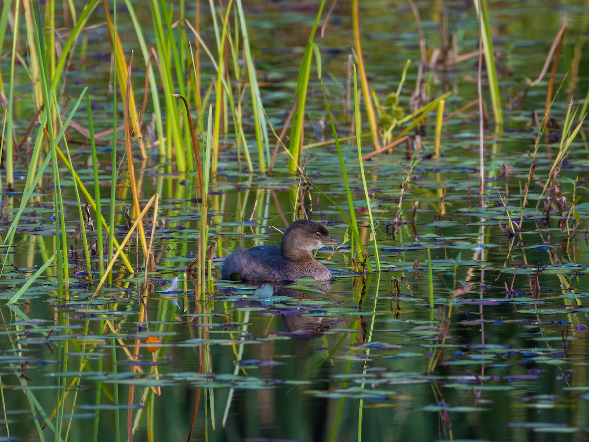 Pied-billed Grebe - ML642844470