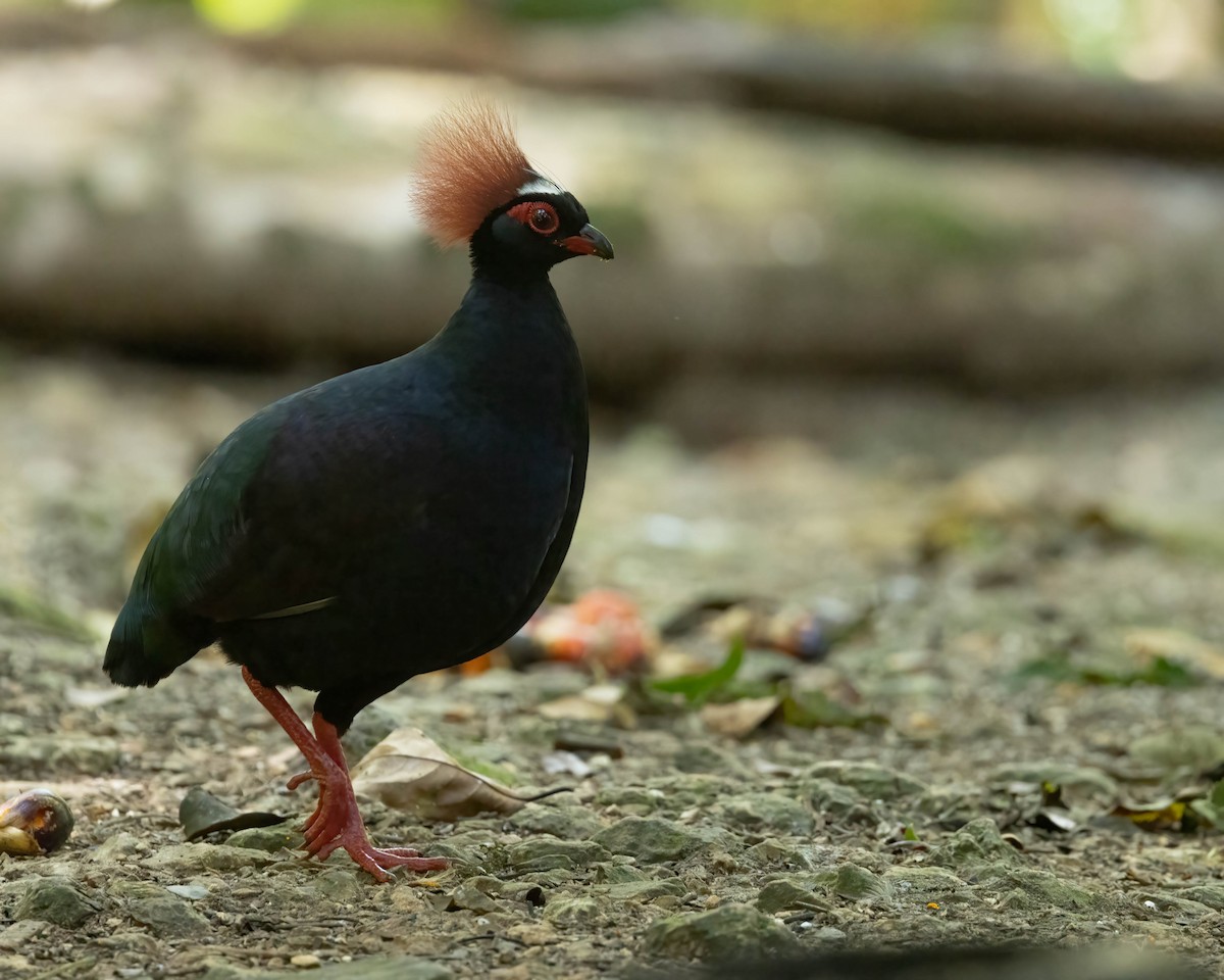 Crested Partridge - ML642844471