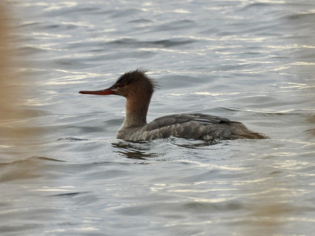 Red-breasted Merganser - ML642844472