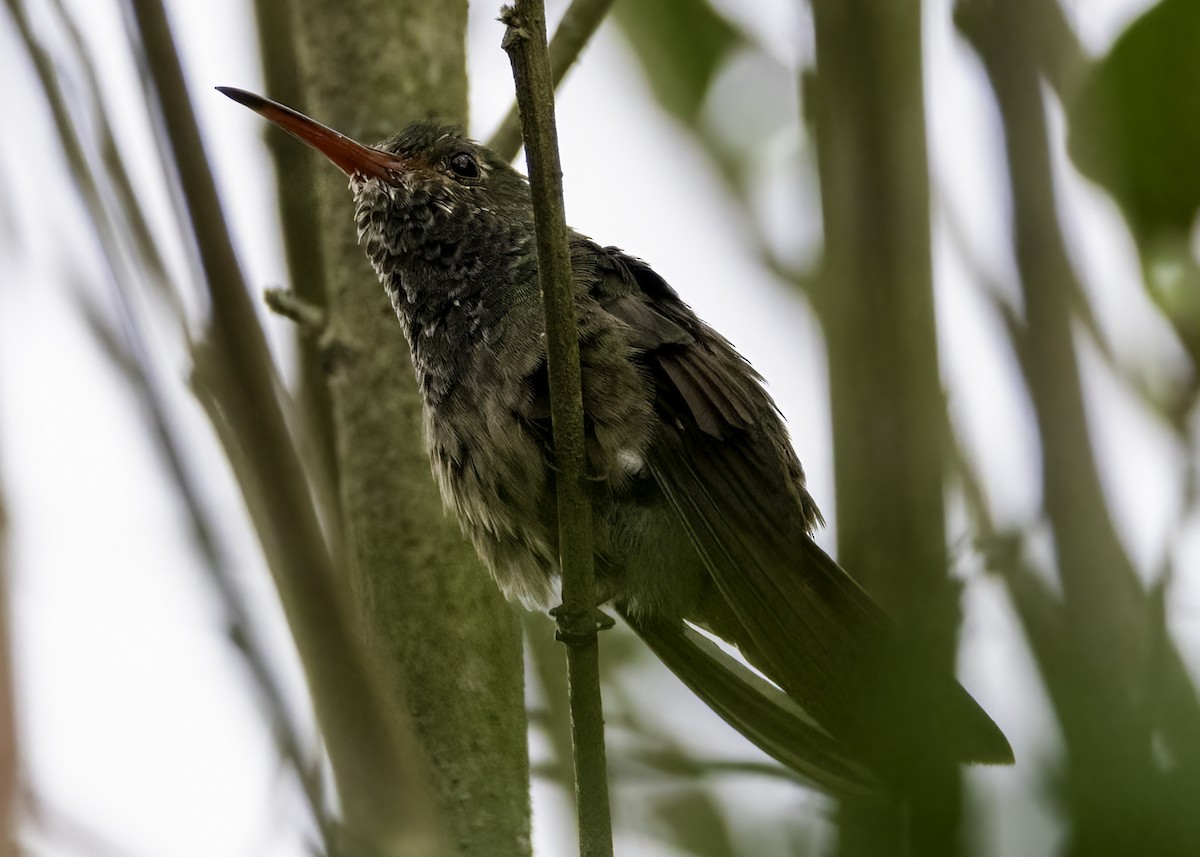 Rufous-tailed Hummingbird - ML642844473