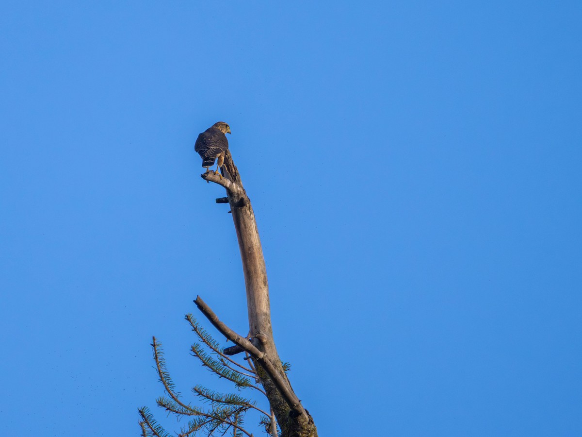Merlin - ML642844474