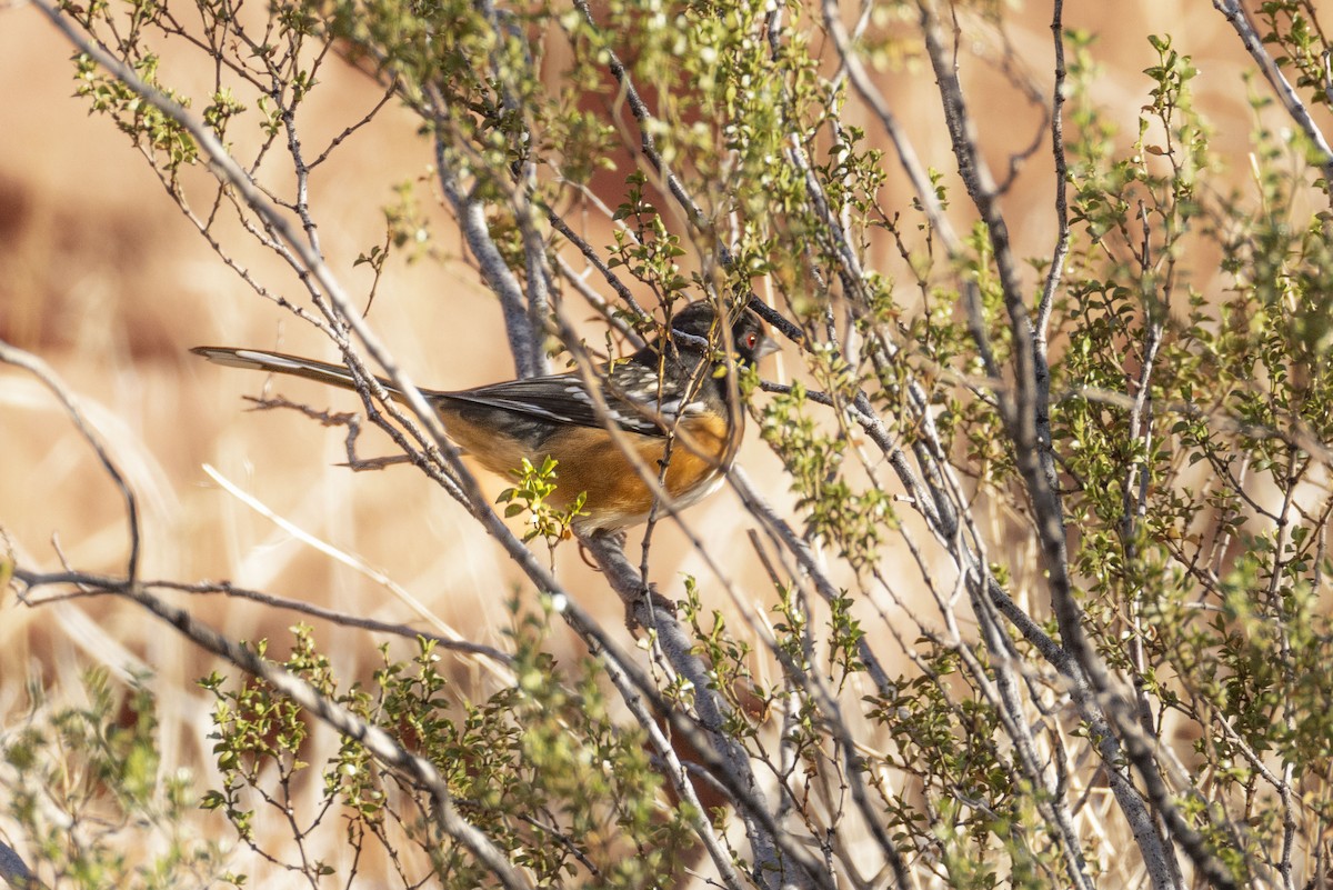 Spotted Towhee - ML642844475