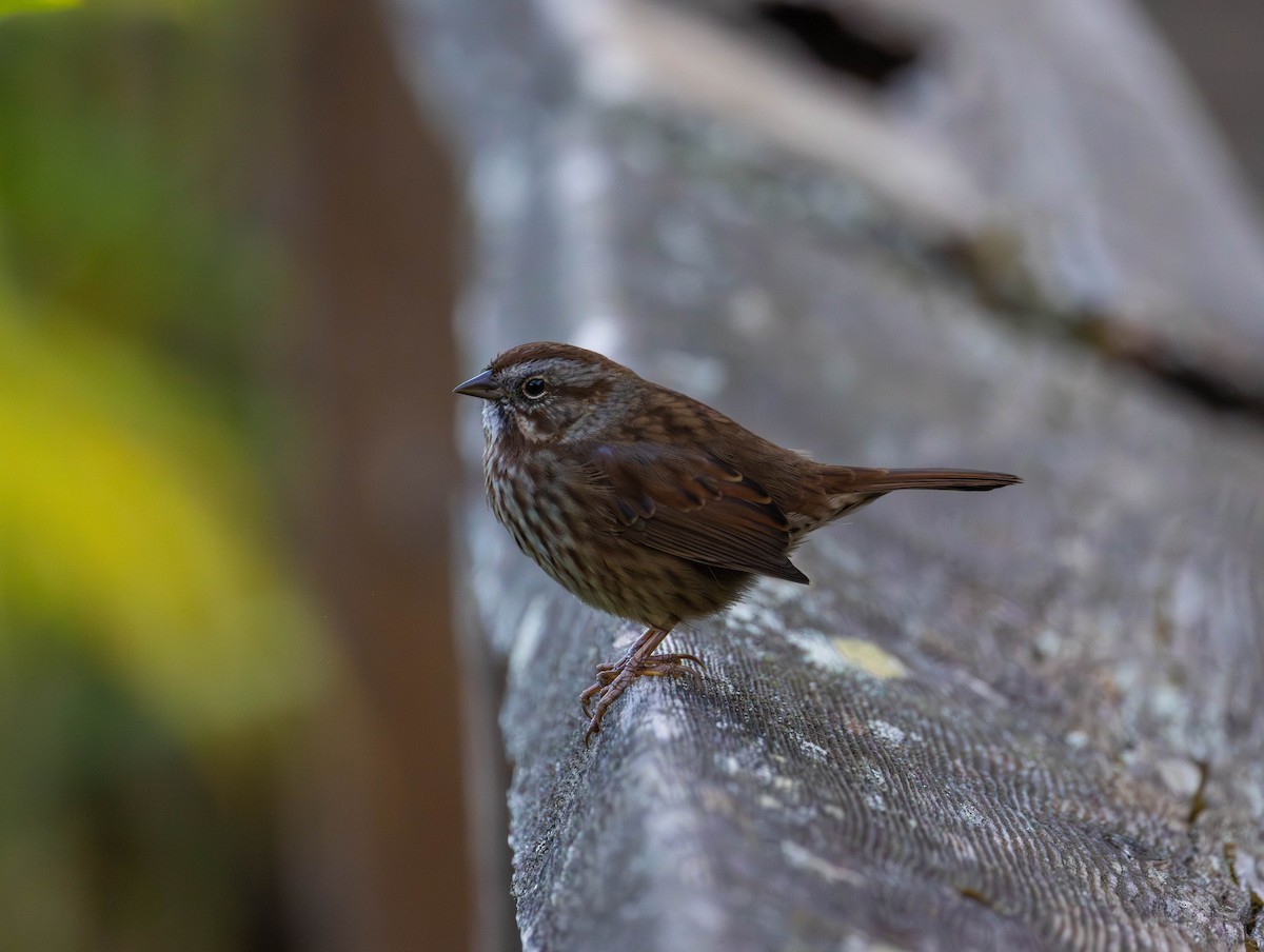 Song Sparrow - ML642844477