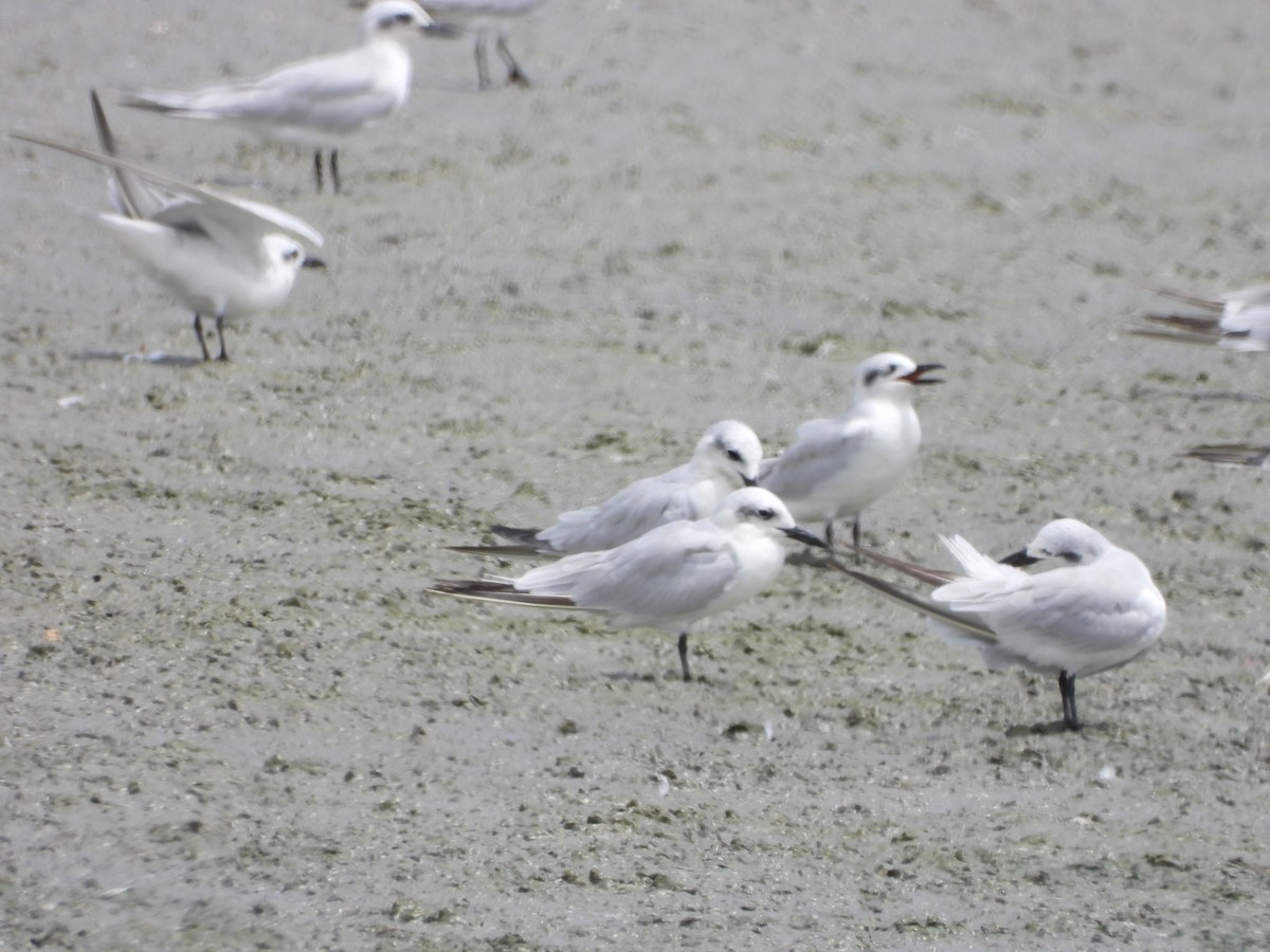 Gull-billed Tern - ML642844478
