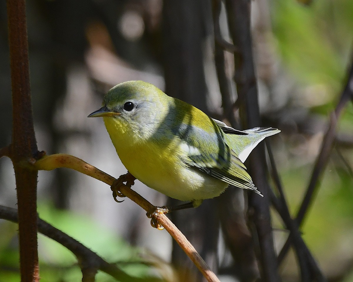 Northern Parula - ML642844479