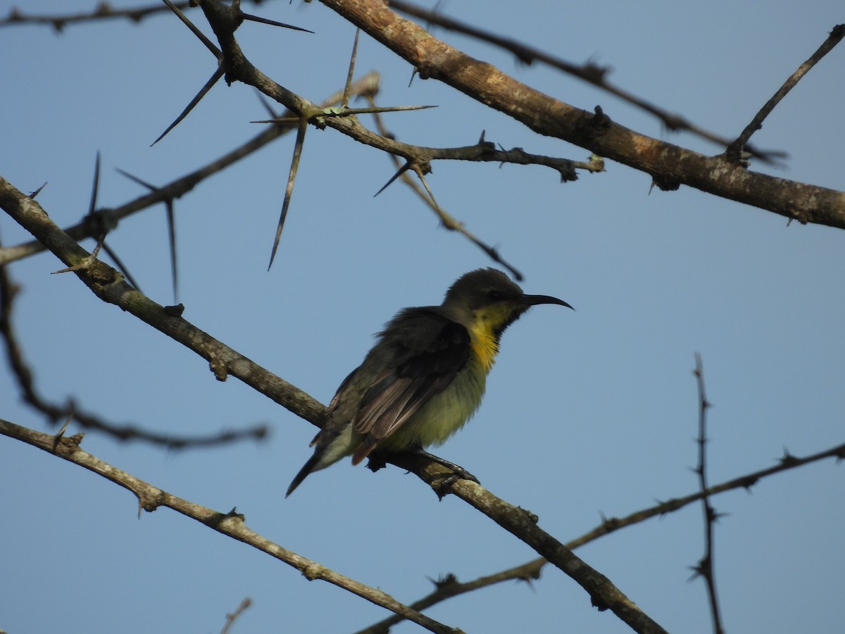 Purpurnektarvogel - ML642844555