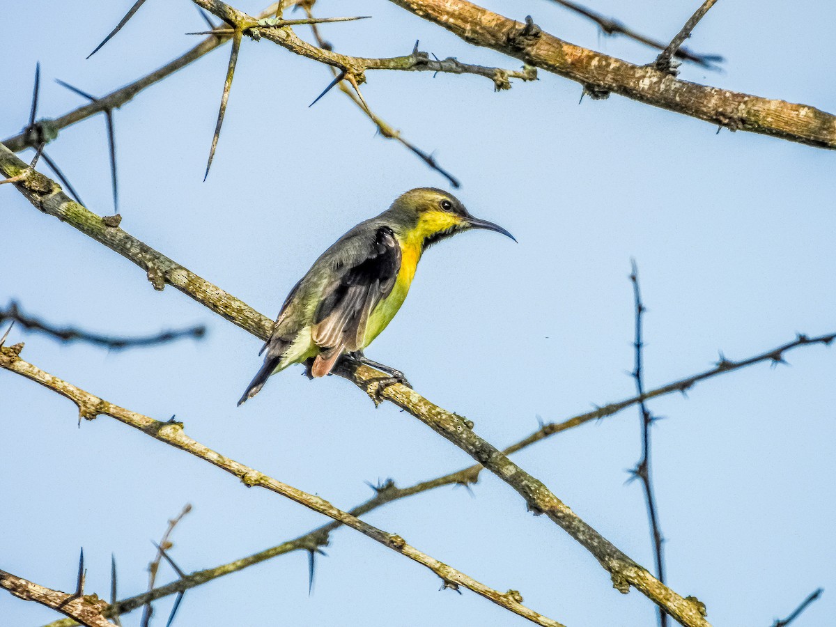 Purpurnektarvogel - ML642844556