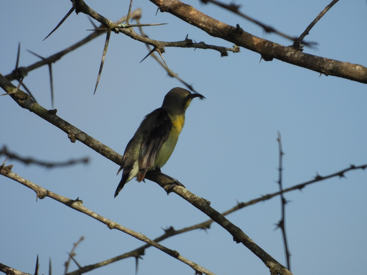 Purpurnektarvogel - ML642844557