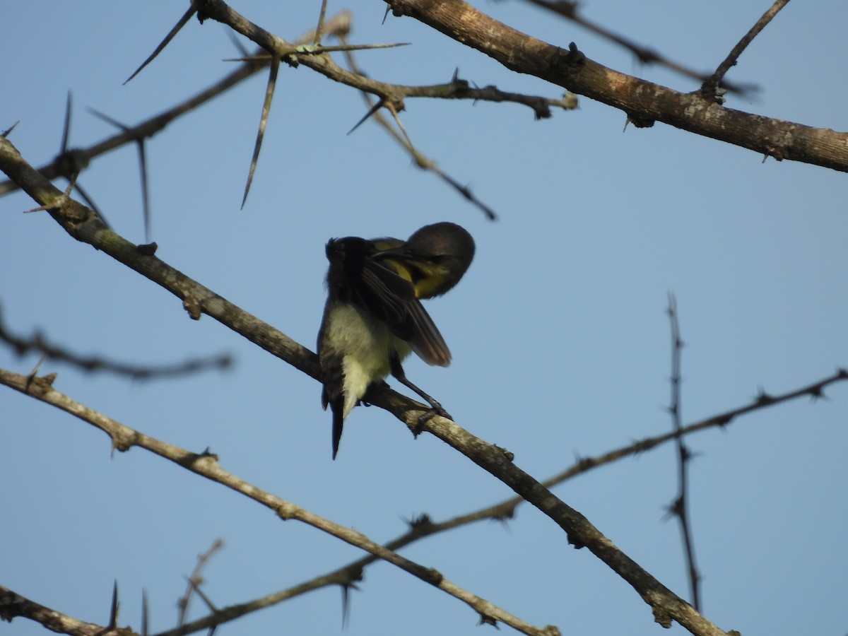 Purpurnektarvogel - ML642844558