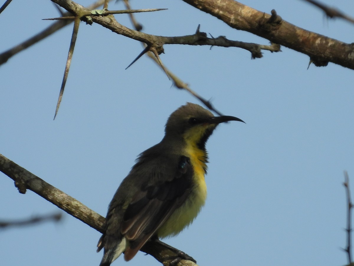 Purpurnektarvogel - ML642844559