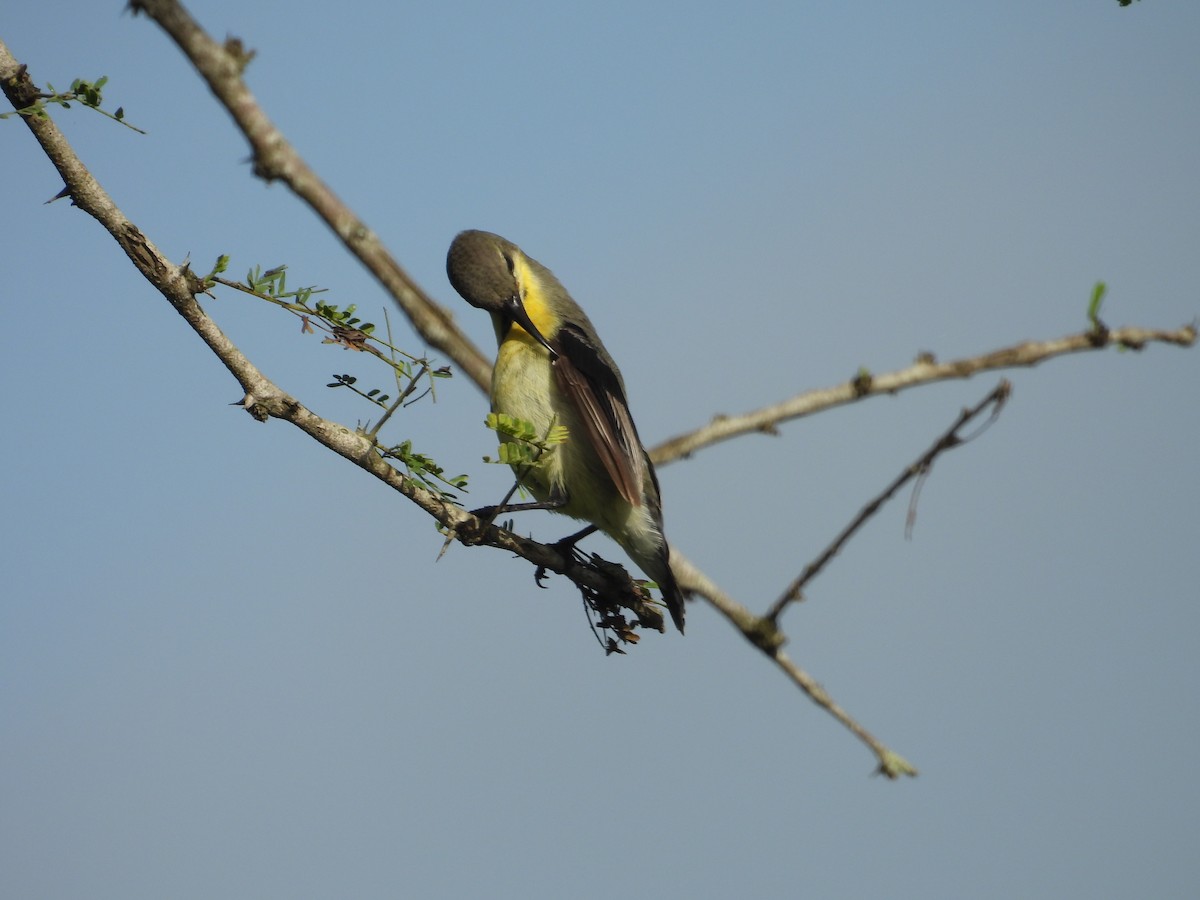 Purpurnektarvogel - ML642844560