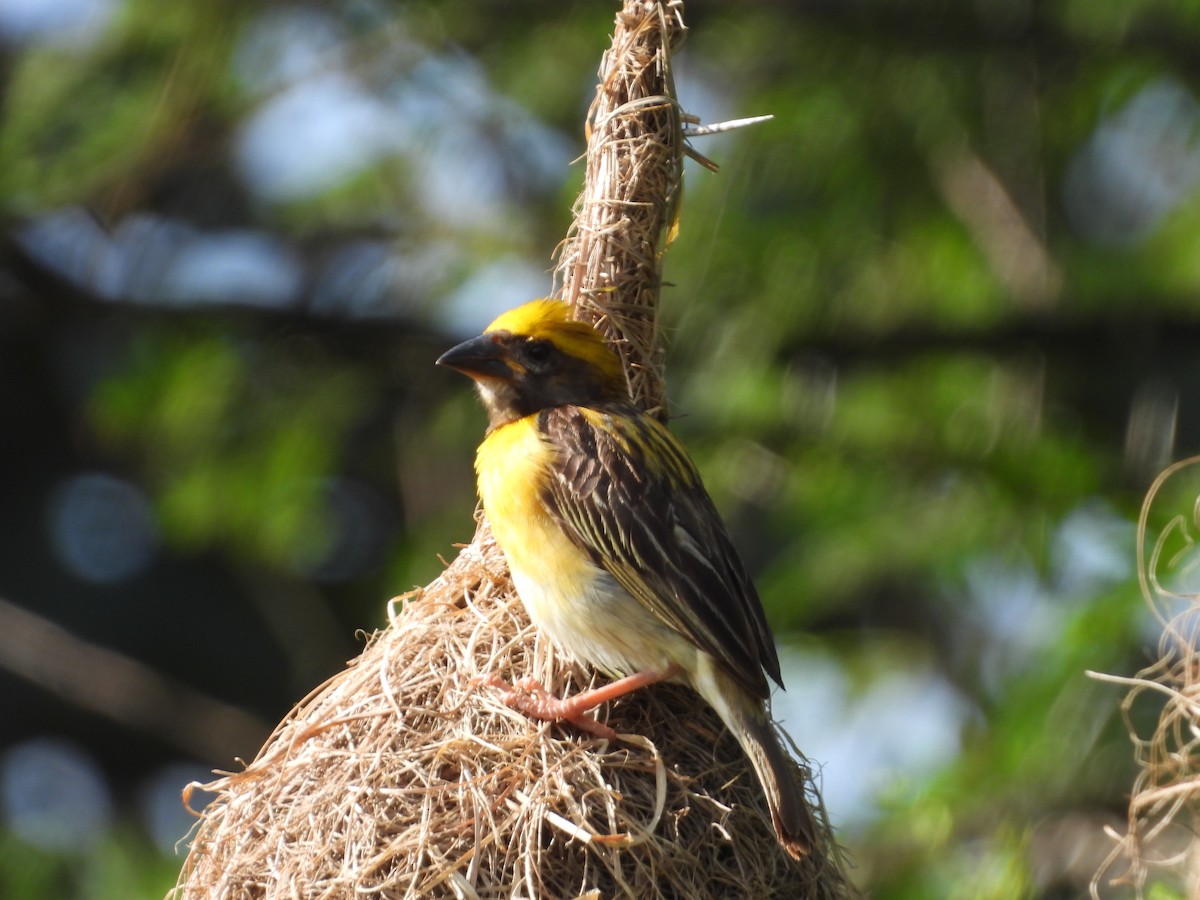 Baya Weaver - ML642844583