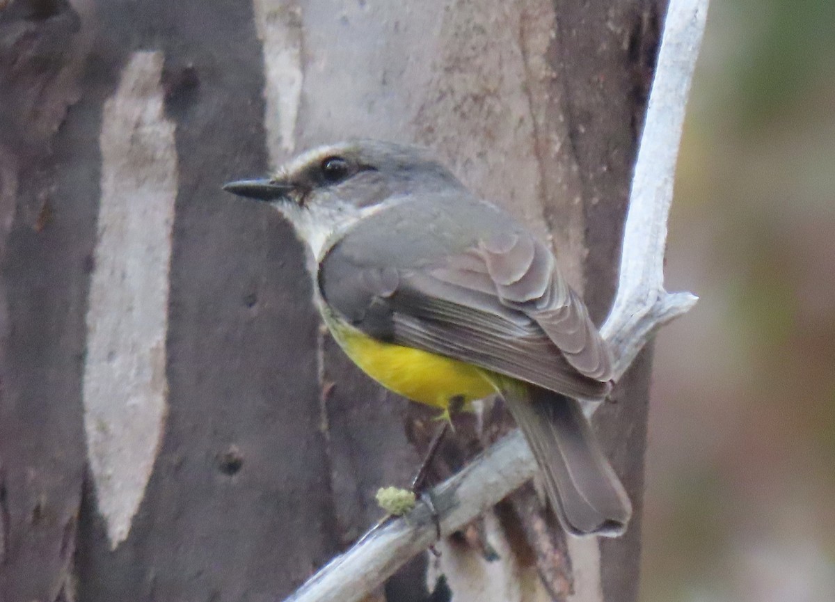Western Yellow Robin - ML642844589