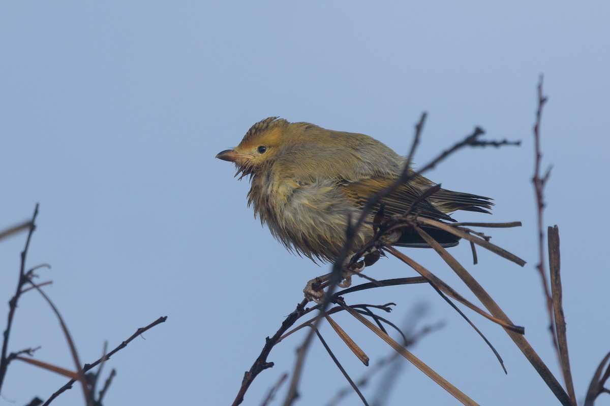 Red-browed Pardalote - ML642844590