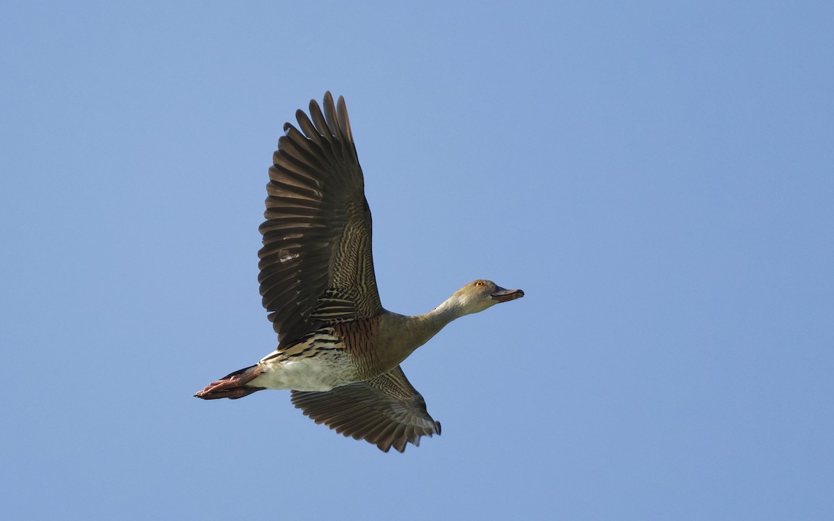 Plumed Whistling-Duck - ML642844598