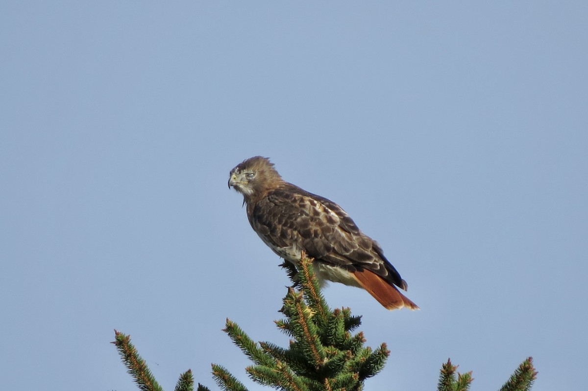 Zapelatz buztangorria - ML642844602
