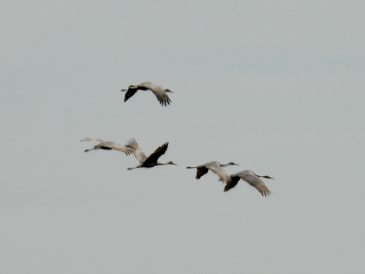 Sandhill Crane - ML642844606