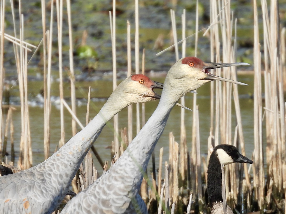 Sandhill Crane - ML642844607