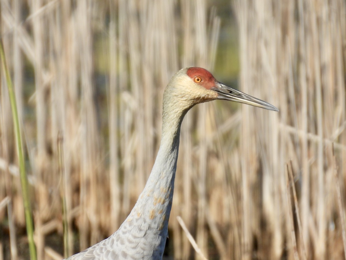 Sandhill Crane - ML642844608