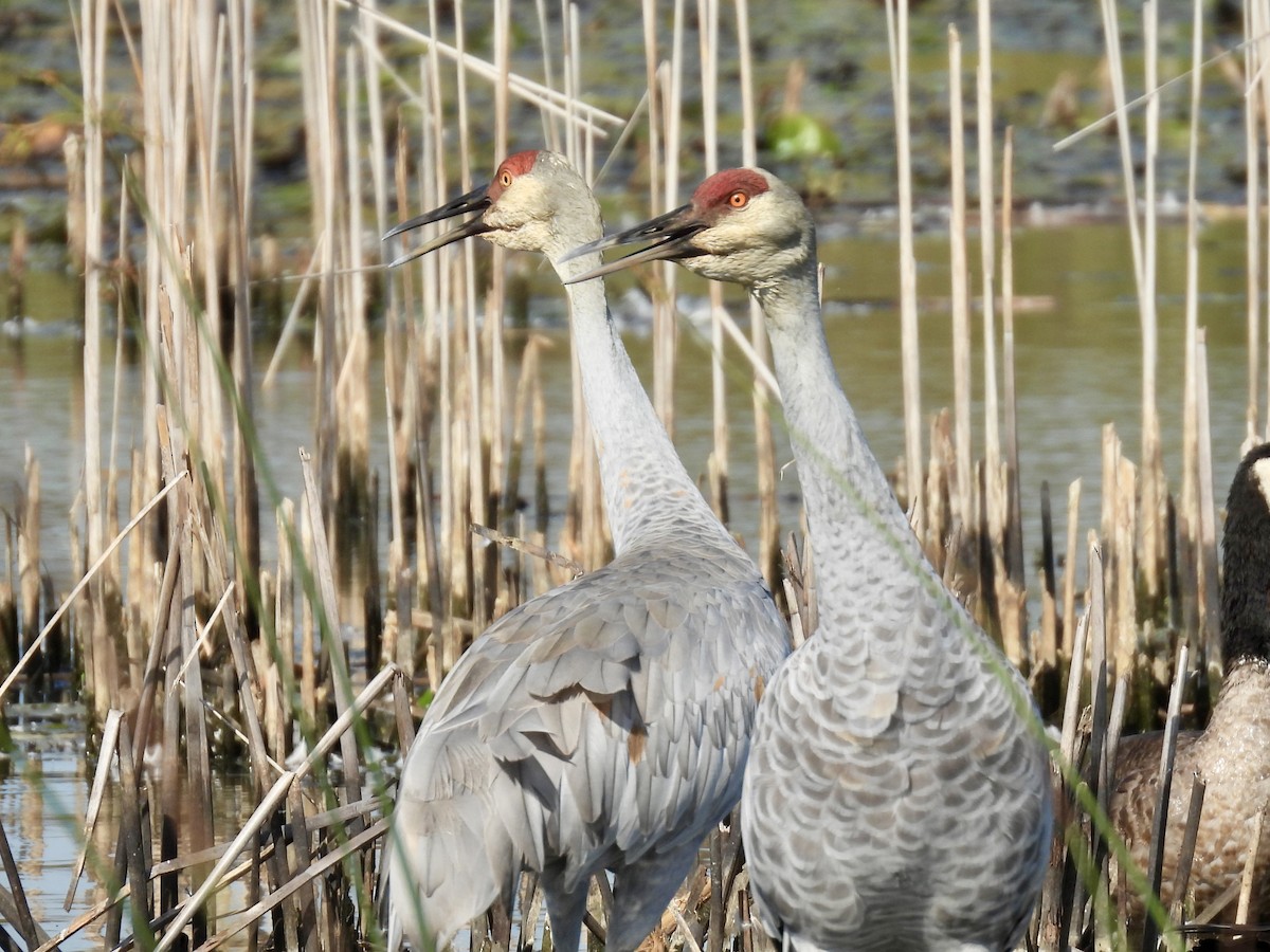 Sandhill Crane - ML642844609