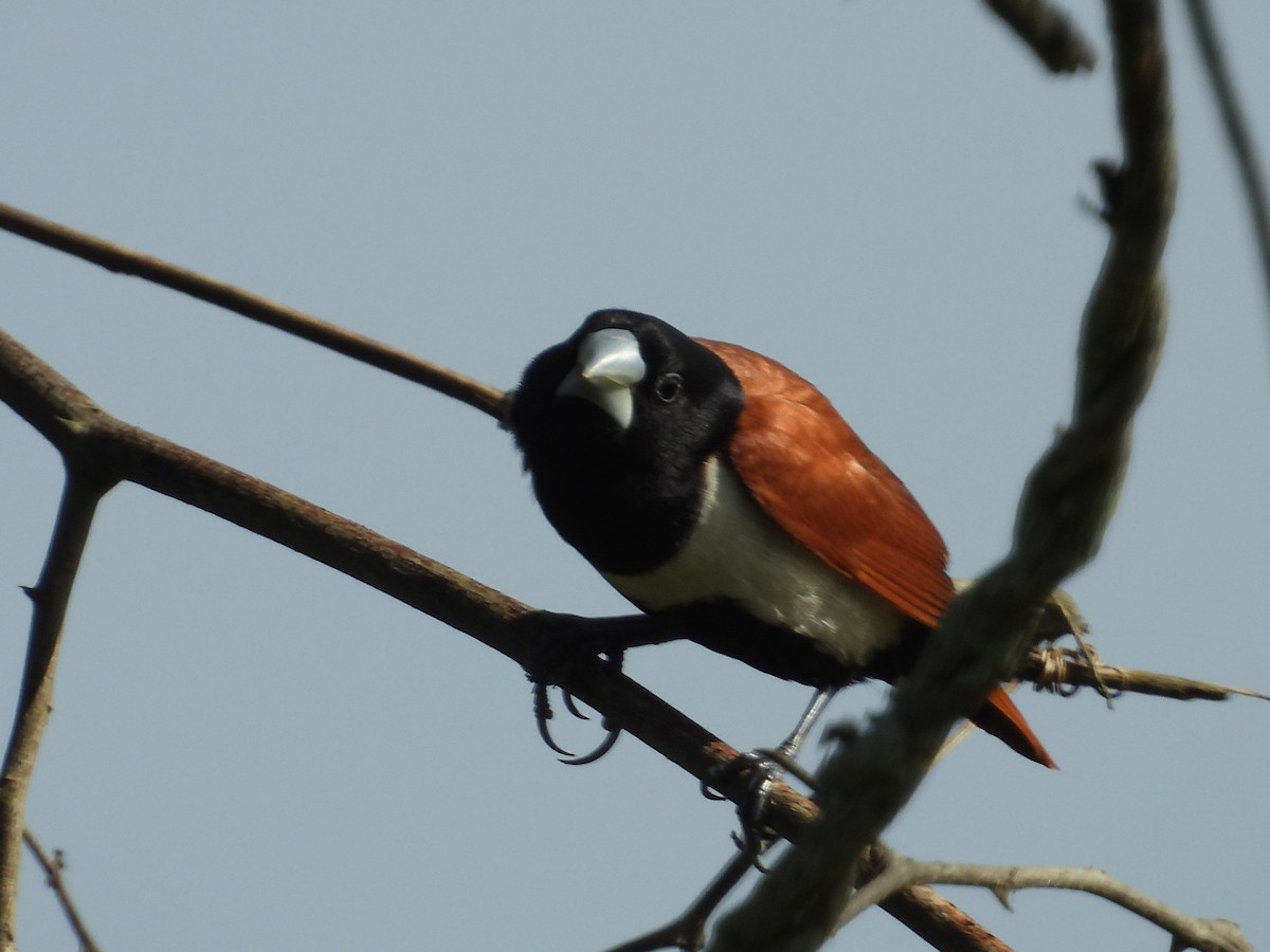 Tricolored Munia - ML642844614