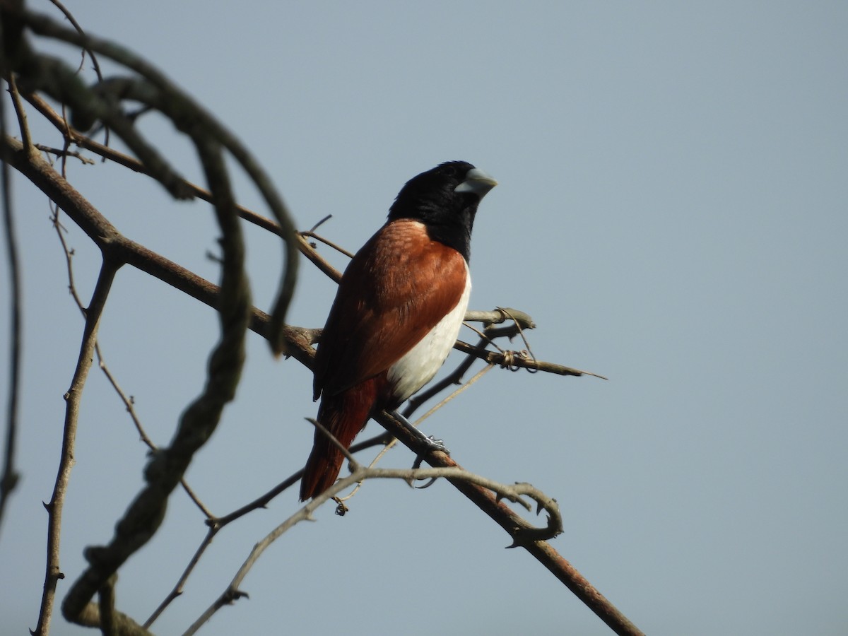 Tricolored Munia - ML642844615
