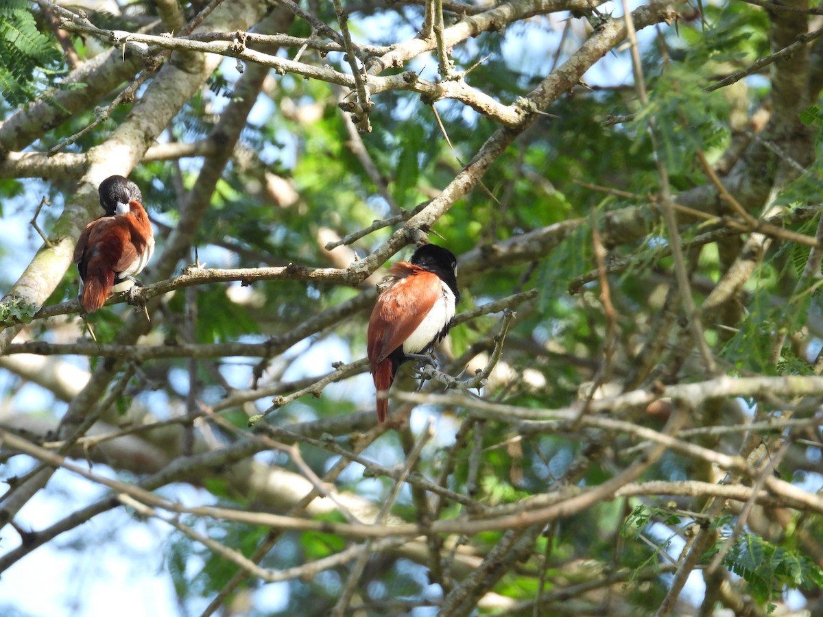 Tricolored Munia - ML642844618